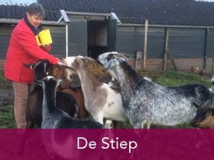 De Stiep