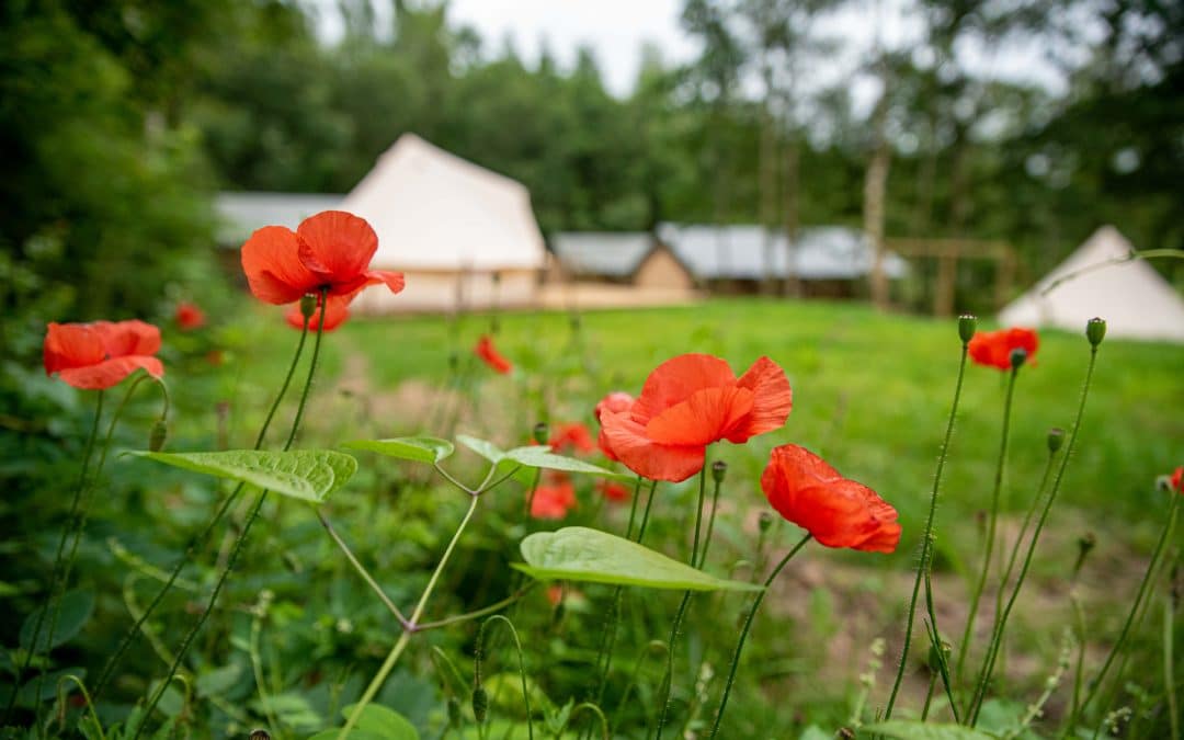 Camping de Heemtuin: een camping voor iedereen!