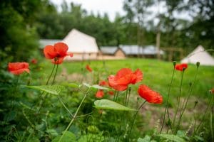 Camping de Heemtuin sfeerfoto